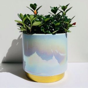 COPY - YFFSRJDJ Ceramic Flower Plants Pot Planter with Drainage Hole